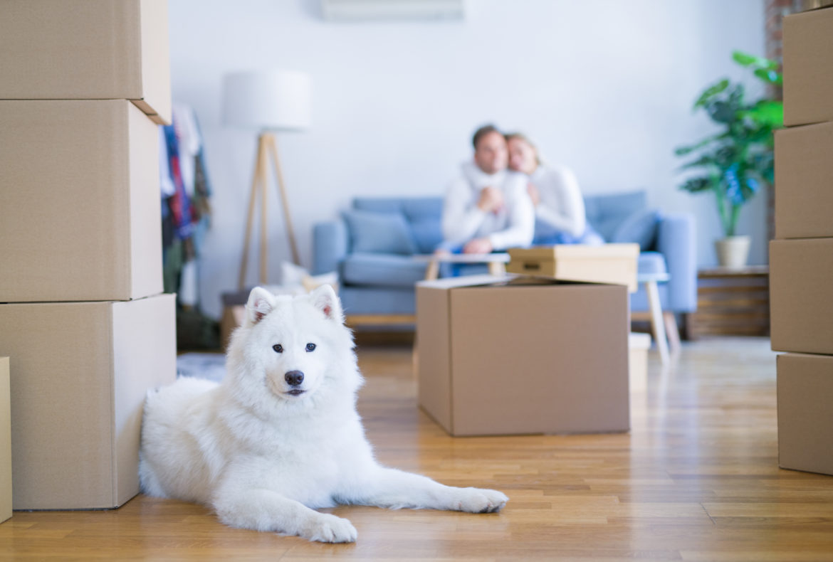 Moving With Animals: 3 Tips For A Stress-Free Day
