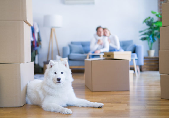 Moving With Animals: 3 Tips For A Stress-Free Day